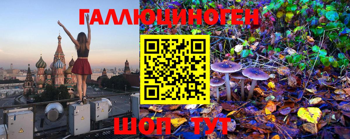 Галлюциногенные грибы Psilocybine cubensis Калининград